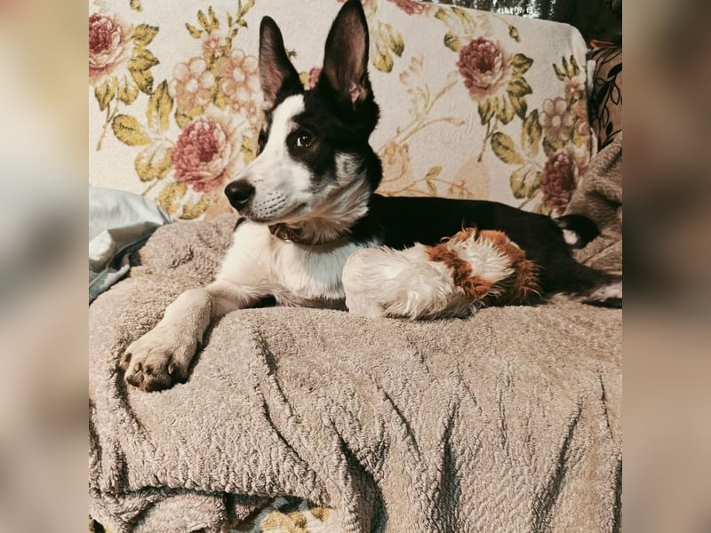 Archie