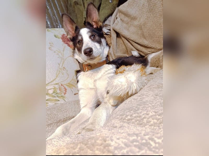 Archie