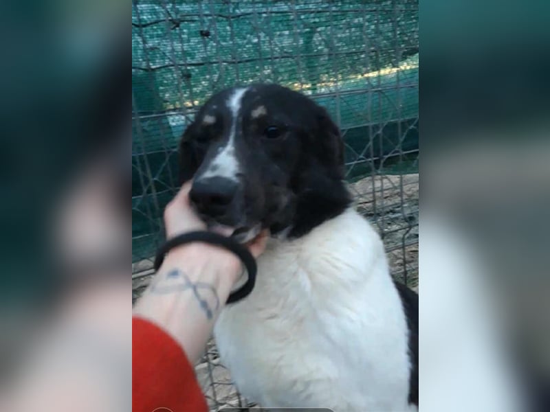 Joschi - seit 4 Jahren im Shelter