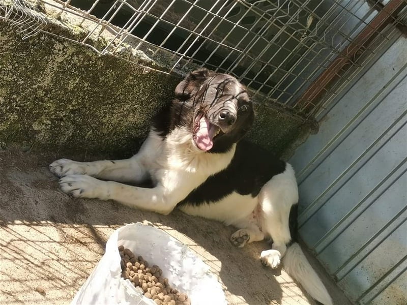 Joschi - kam als Welpe ins Shelter