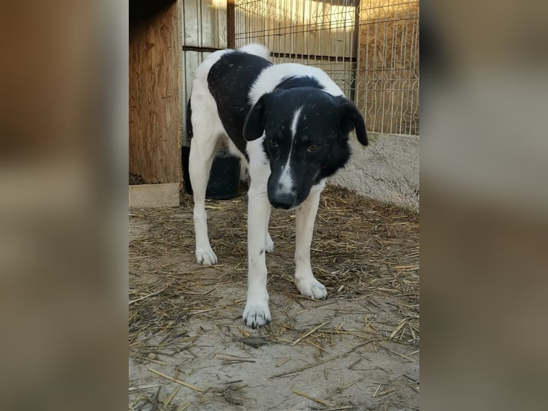 Joschi - kam als Welpe ins Shelter