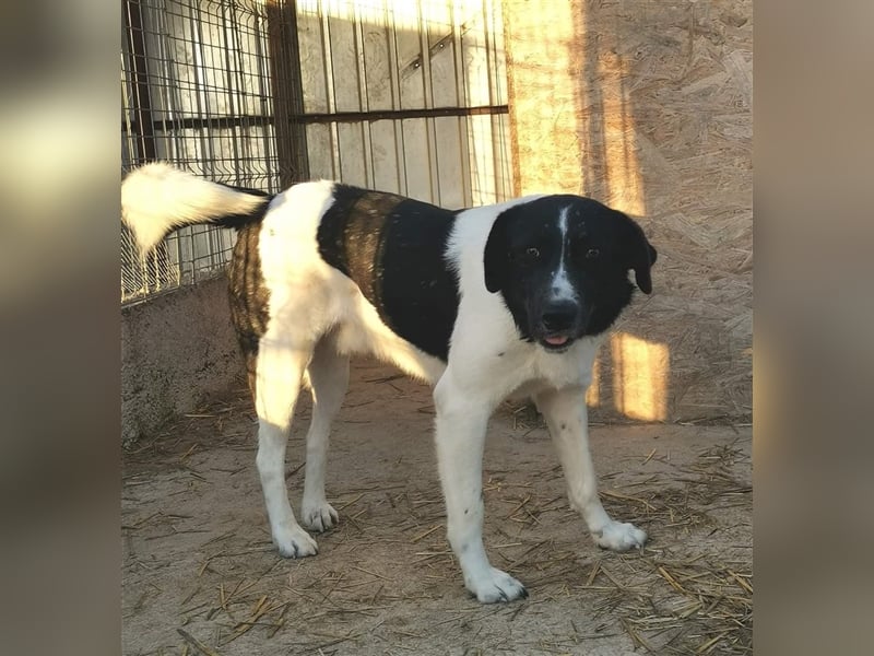 Joschi - kam als Welpe ins Shelter