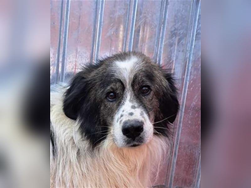Yuki - erfahrene Menschen gesucht