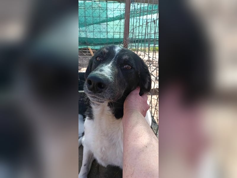 Joschi - seit 4 Jahren im Shelter