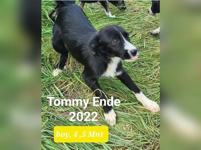 Tommy (2) - sportlicher Kletterer
