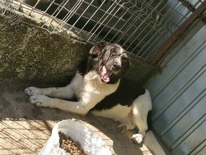 Joschi - kam als Welpe ins Shelter