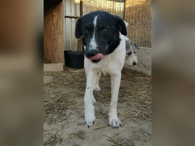 Joschi - kam als Welpe ins Shelter