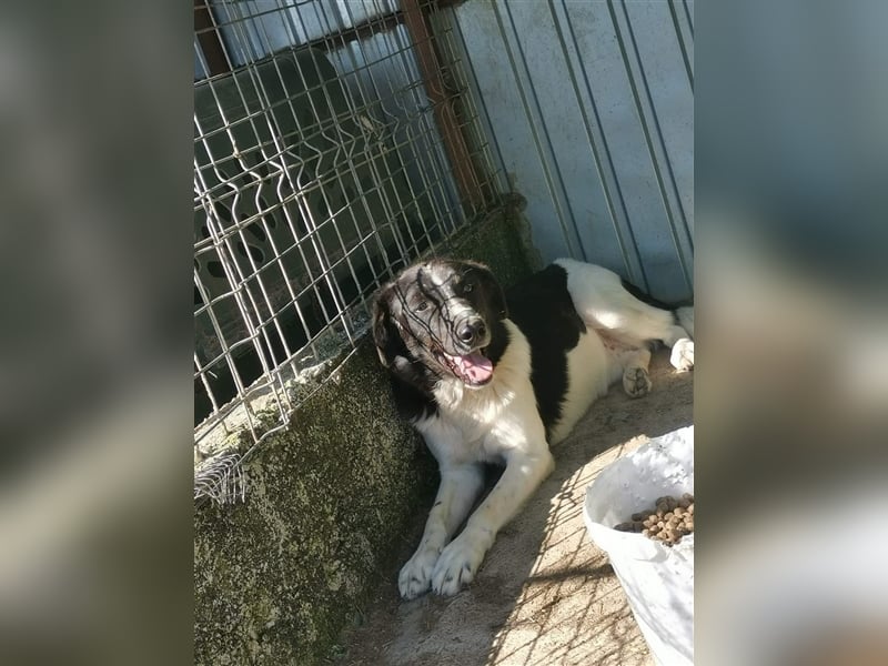Joschi - kam als Welpe ins Shelter