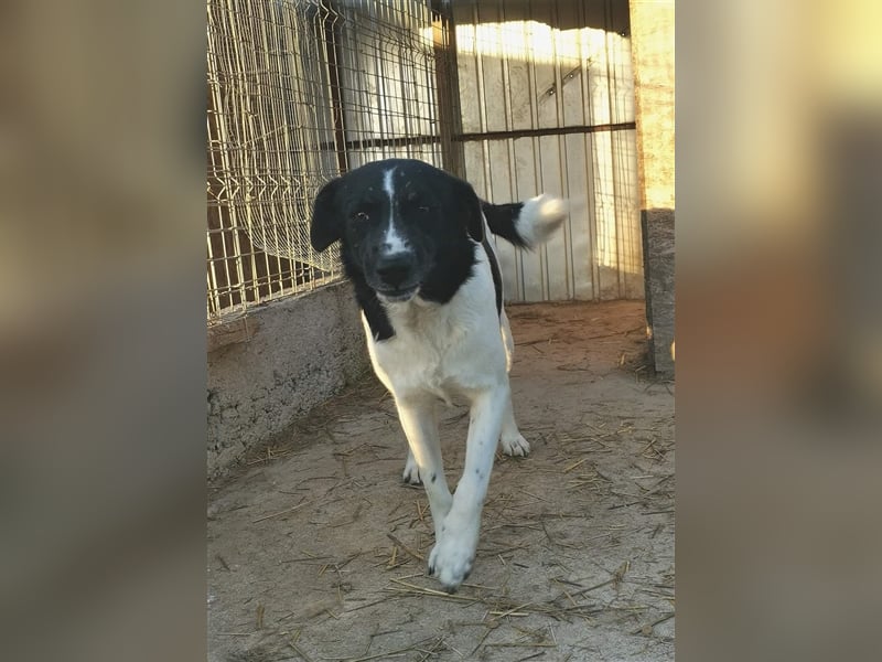 Joschi - kam als Welpe ins Shelter