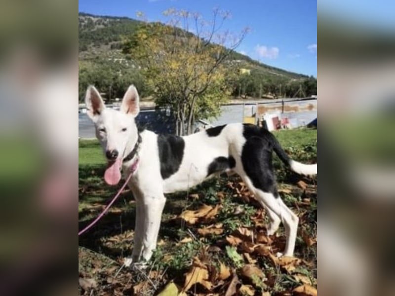Jackson, ein Zuhause trotz Handicap ?