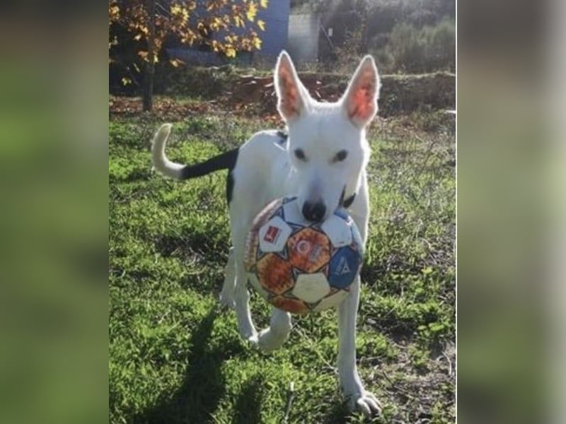 Jackson, ein Zuhause trotz Handicap ?