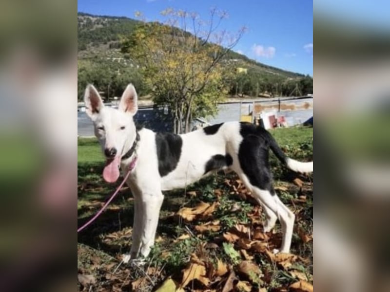 Jackson, hübscher sportlicher Typ