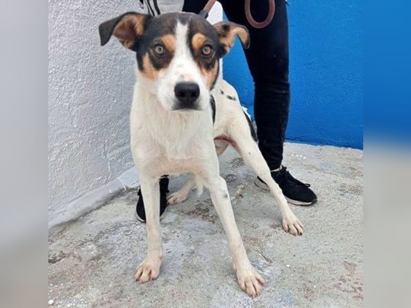 Aiko, will endlich das Tierheim verlassen