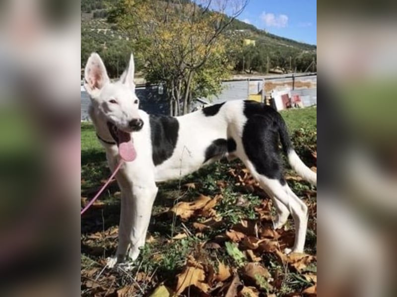 Jackson, ein Zuhause trotz Handicap ?
