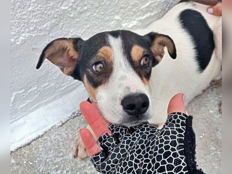 Aiko, will endlich das Tierheim verlassen