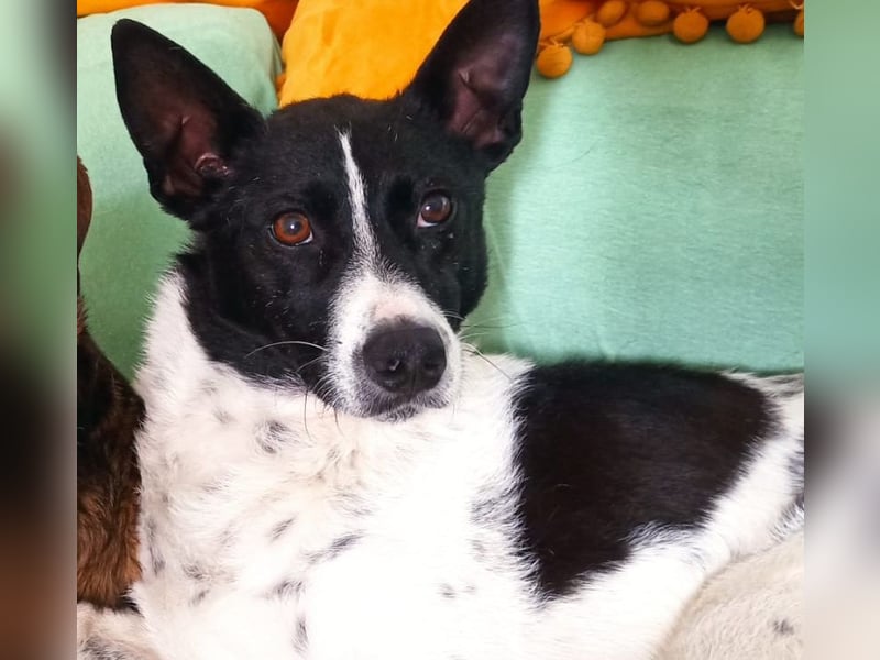 Oreo wartet in der Nähe von München
