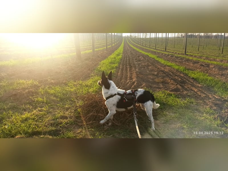 Oreo wartet in der Nähe von München