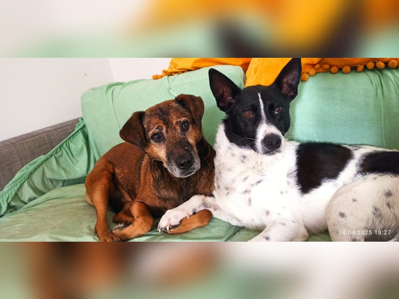 Oreo wartet in der Nähe von München