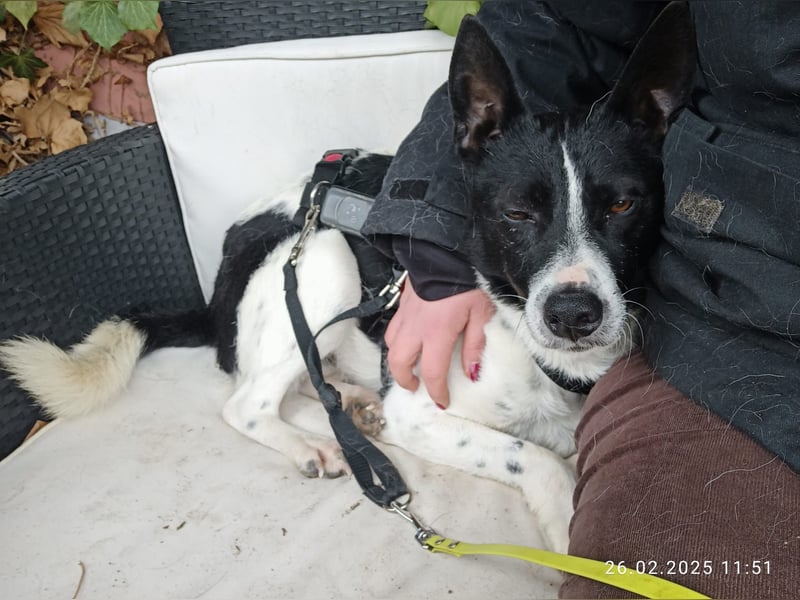 Oreo wartet in der Nähe von München