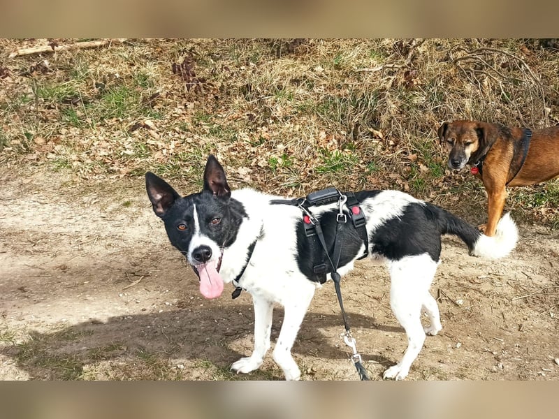 Oreo wartet in der Nähe von München
