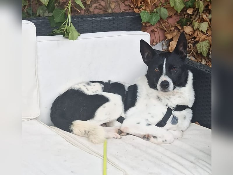 Oreo wartet in der Nähe von München