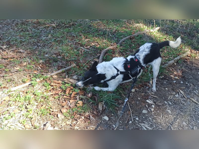 Oreo wartet in der Nähe von München