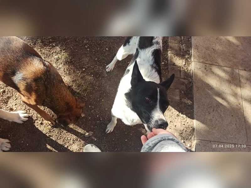 Oreo wartet in der Nähe von München