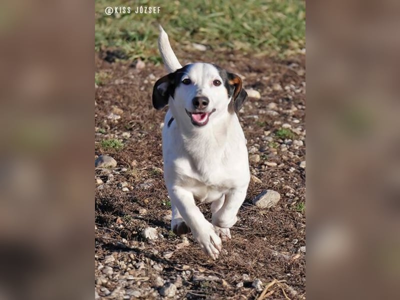 Béla möchte gerne zu einer aktiven und tierlieben Familie ziehen !