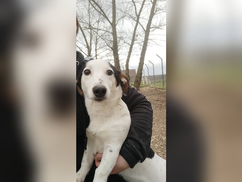 Béla möchte gerne zu einer aktiven und tierlieben Familie ziehen !