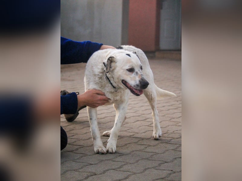 Dallas VI - Fröhlicher Kämpfer sucht sein Glück