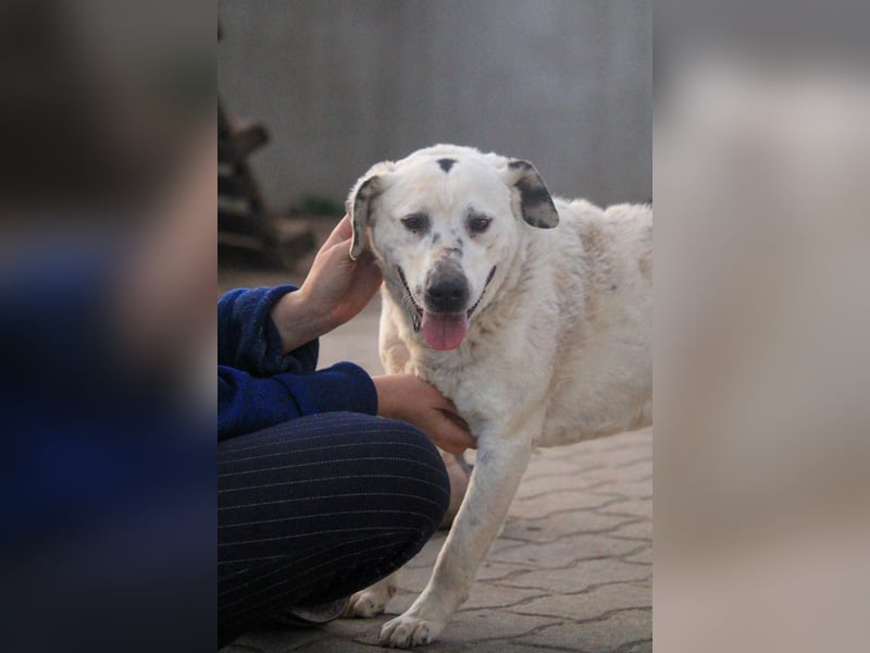 Dallas VI - Fröhlicher Kämpfer sucht sein Glück