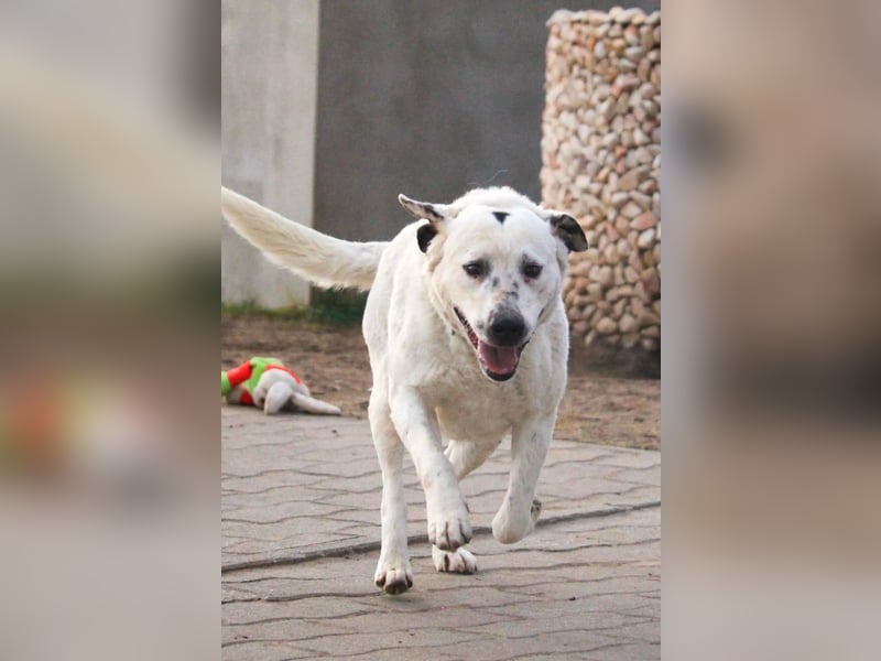 Dallas VI - Fröhlicher Kämpfer sucht sein Glück