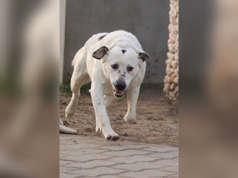 Dallas VI - Fröhlicher Kämpfer sucht sein Glück