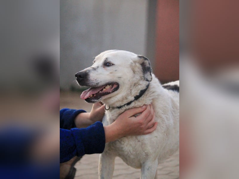 Dallas VI - Fröhlicher Kämpfer sucht sein Glück