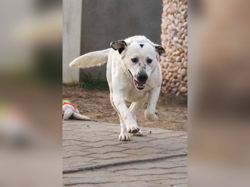 Dallas VI - Fröhlicher Kämpfer sucht sein Glück