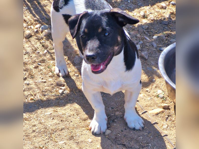 WATSON - Wem darf der neugierige Bub sein Herz schenken?