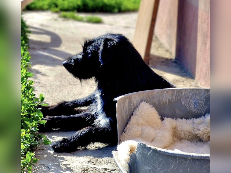 IGOR, ca 60cm, sucht liebevolles Zuhause