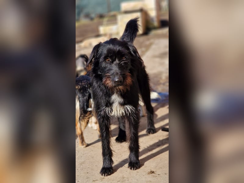 IGOR, ca 60cm, sucht liebevolles Zuhause