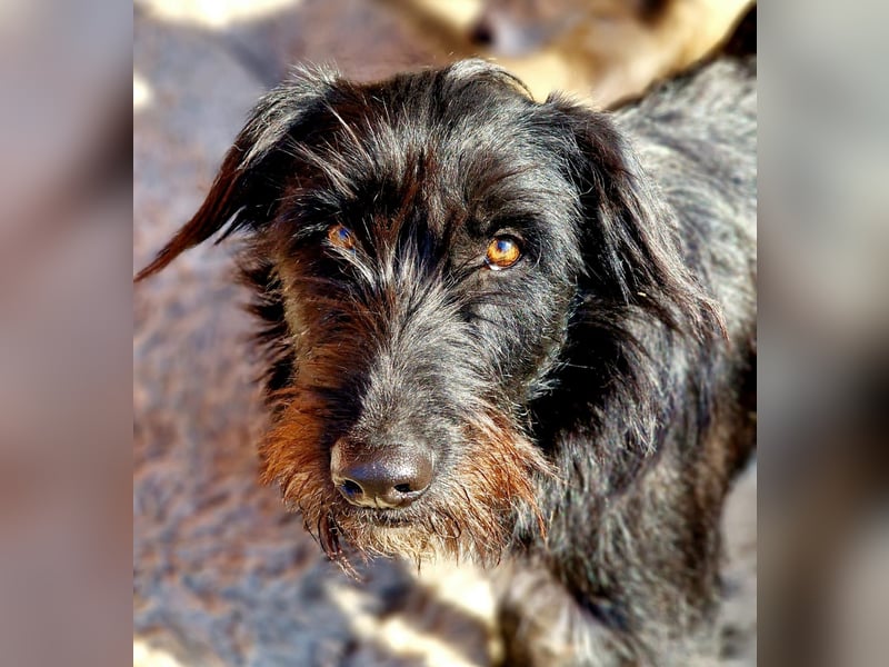 IGOR, ca 60cm, sucht liebevolles Zuhause