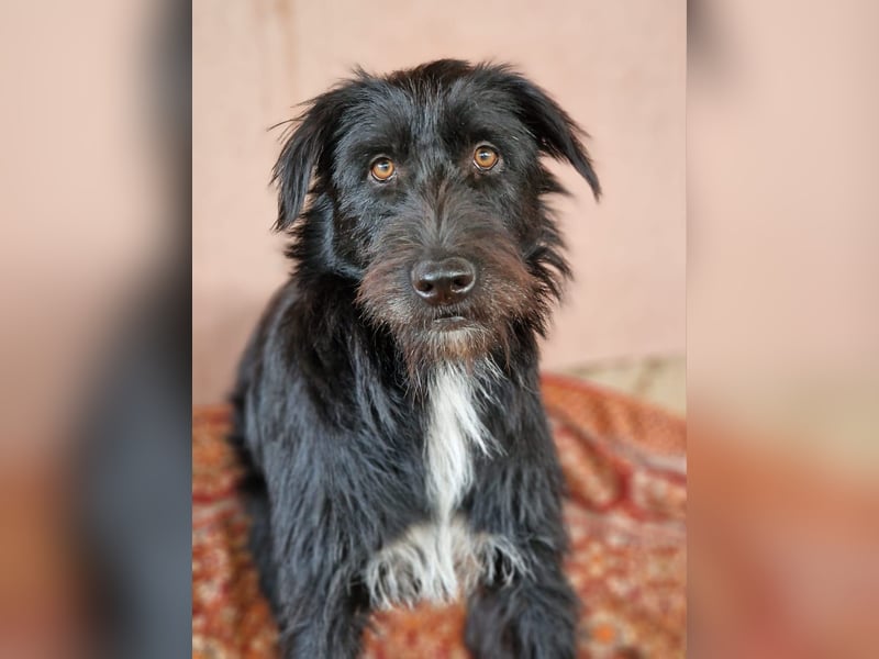 IGOR, ca 60cm, sucht liebevolles Zuhause