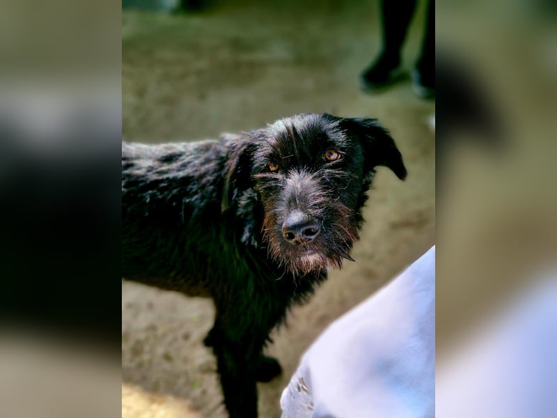 IGOR, ca 60cm, sucht liebevolles Zuhause