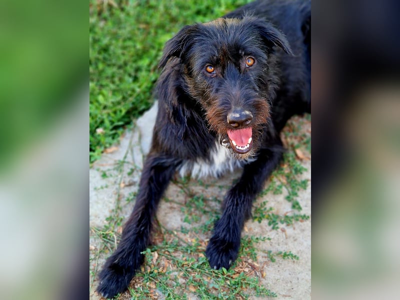 IGOR, ca 60cm, sucht liebevolles Zuhause