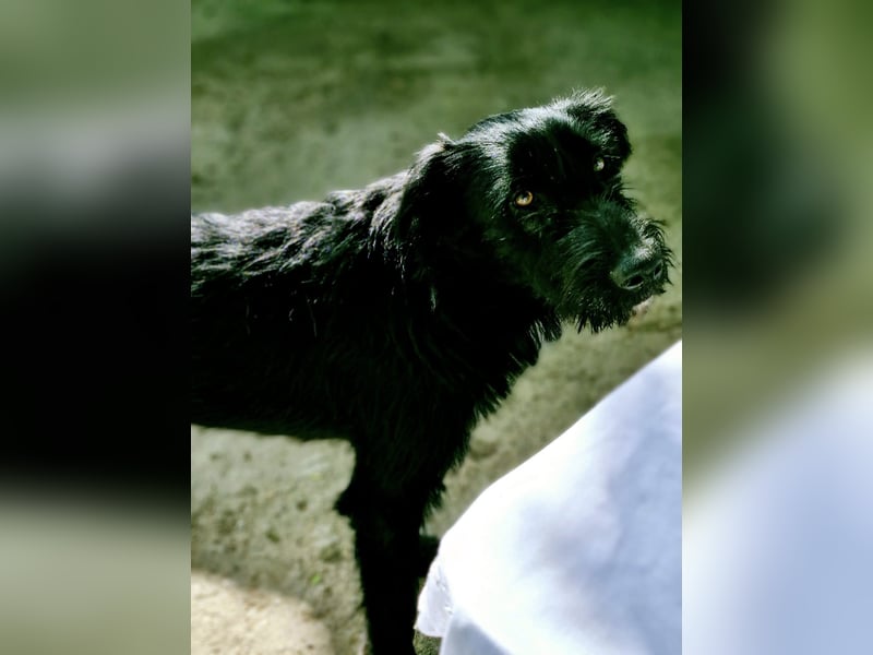 IGOR, ca 60cm, sucht liebevolles Zuhause