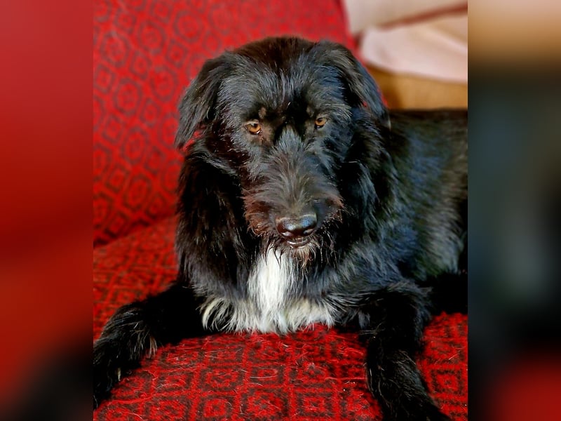 IGOR, ca 60cm, sucht liebevolles Zuhause
