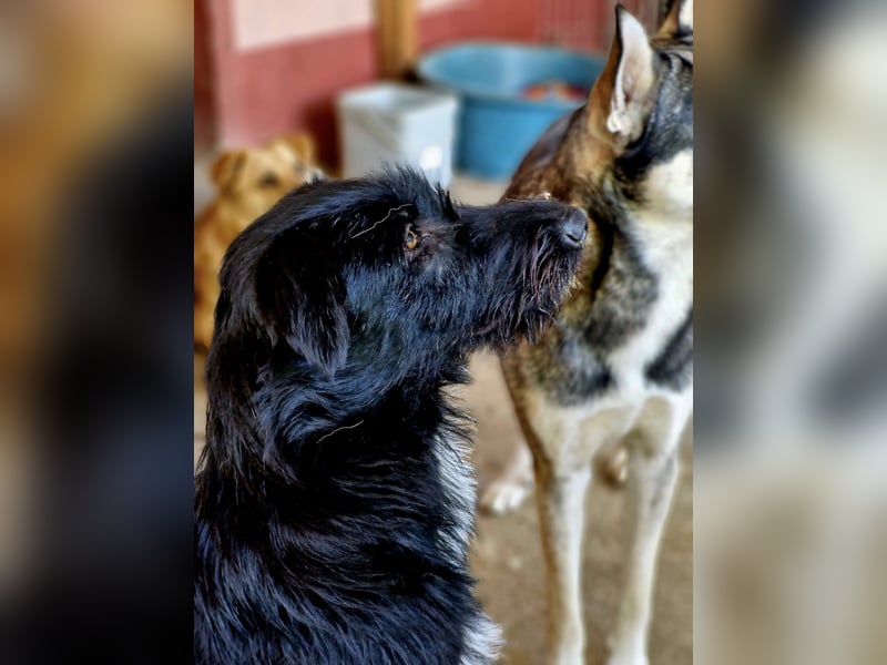 IGOR, ca 60cm, sucht liebevolles Zuhause