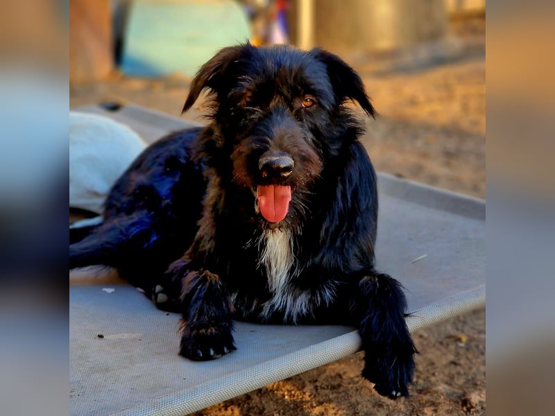 IGOR, ca 60cm, sucht liebevolles Zuhause