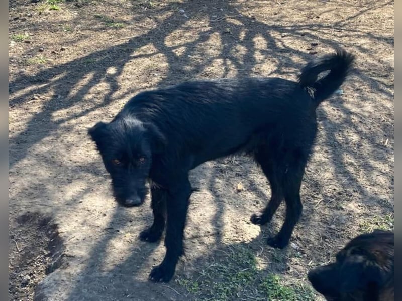 IGOR, ca 60cm, sucht liebevolles Zuhause