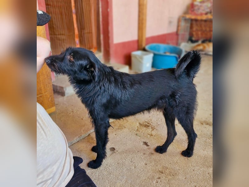 IGOR, ca 60cm, sucht liebevolles Zuhause