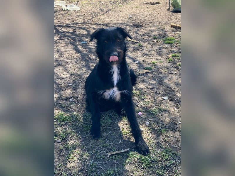 IGOR, ca 60cm, sucht liebevolles Zuhause