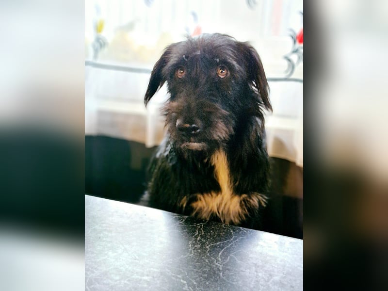 IGOR, ca 60cm, sucht liebevolles Zuhause